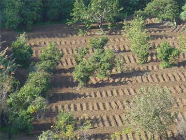 Lebanese farms