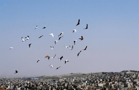 tadamonbirdsoverpalestine