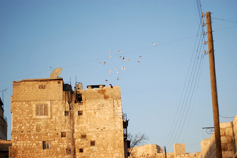 tadamonbirdsskypalestine