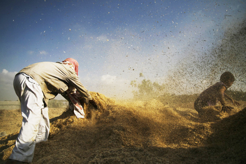 tadamonpalestinegrain